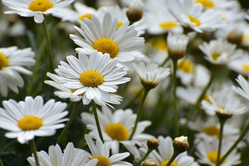 Egg Carton Flowers
